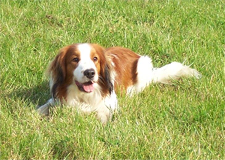 Kooikerhondje Kooijoy Tabasco billede 4