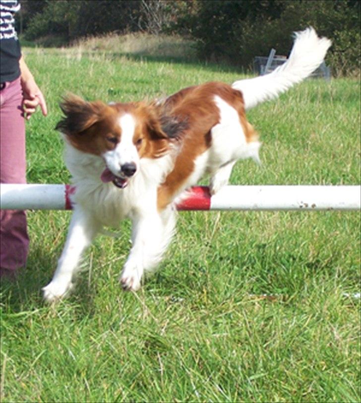 Kooikerhondje Kooijoy Tabasco billede 5