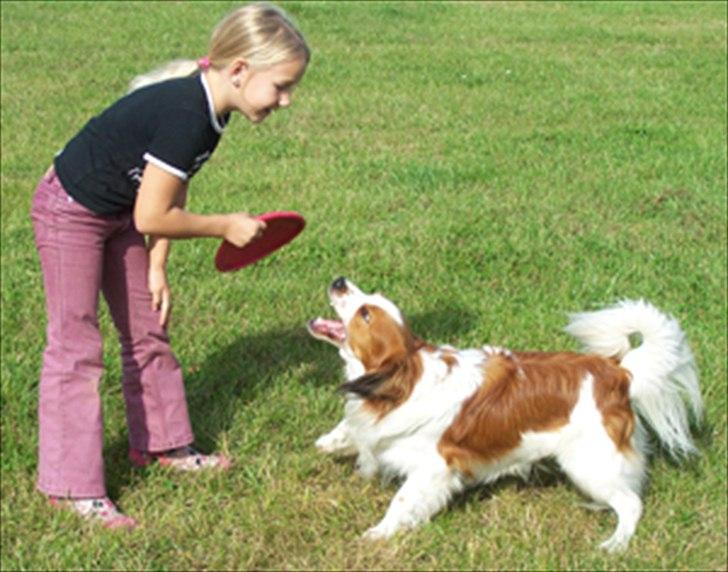 Kooikerhondje Kooijoy Tabasco billede 6