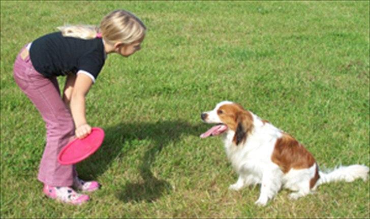 Kooikerhondje Kooijoy Tabasco billede 7