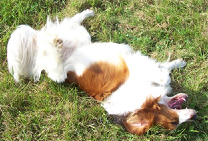 Kooikerhondje Kooijoy Tabasco billede 8