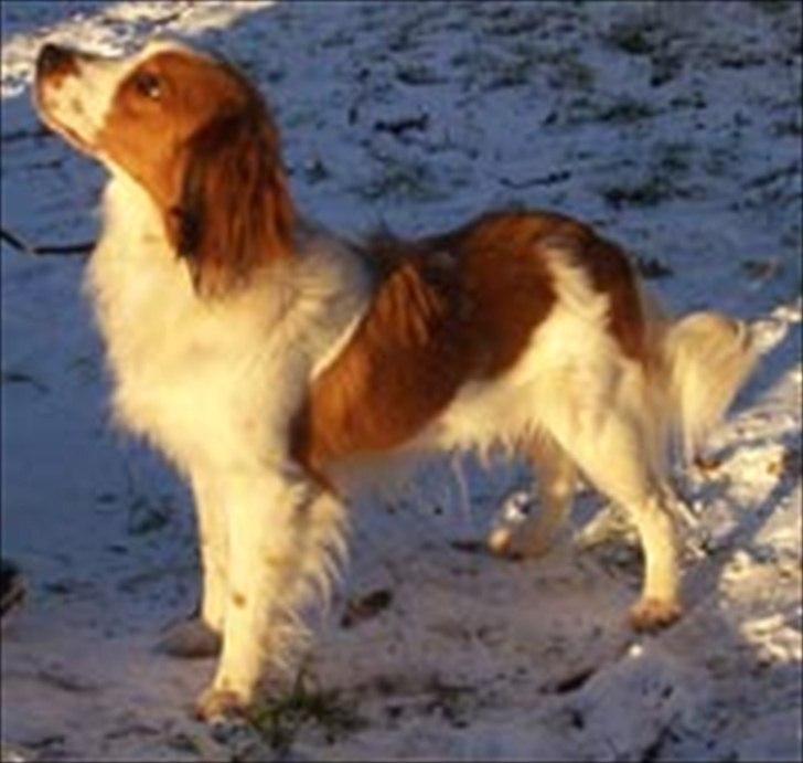 Kooikerhondje Kooijoy Tabasco billede 9