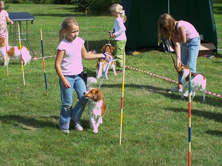 Kooikerhondje Vixen Falcke Cavaya Zahwa (Yatzy) - Mig & Yatzy til "Barn & Hund" Helt tilbage i 2006 - Fik en 4 plads :* billede 9