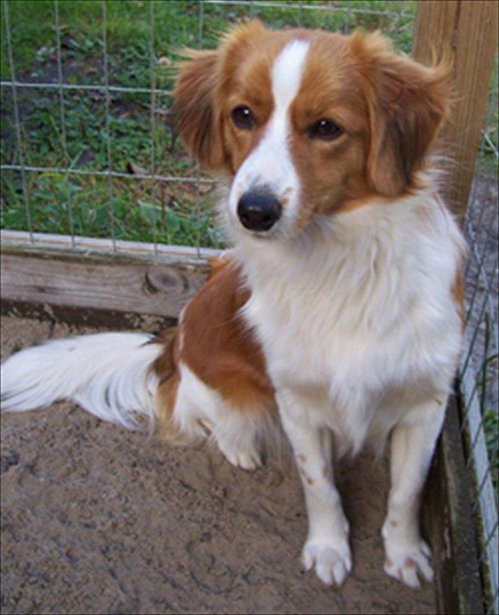 Kooikerhondje Vixen Falcke Cavaya Zahwa (Yatzy) - En yngre Yatzy! <3 billede 10