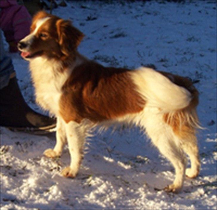 Kooikerhondje Vixen Falcke Cavaya Zahwa (Yatzy) - Hende, i en yngre model <3:* billede 11