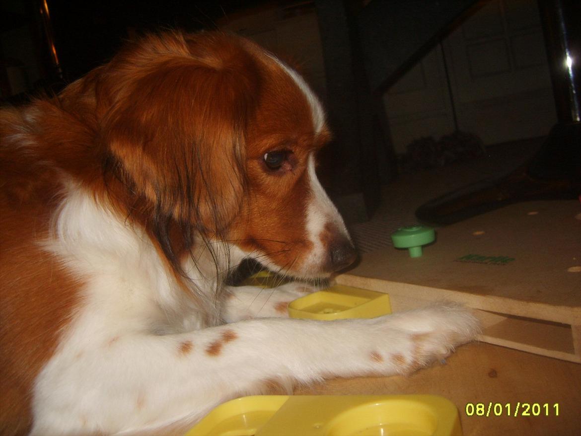 Kooikerhondje Vixen Falcke Cavaya Zahwa (Yatzy) - Min ret så kloge vovse, kan åbne små kasser med godbidder <3(: billede 12