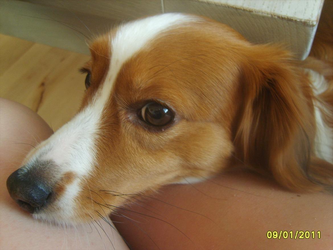 Kooikerhondje Vixen Falcke Cavaya Zahwa (Yatzy) billede 13