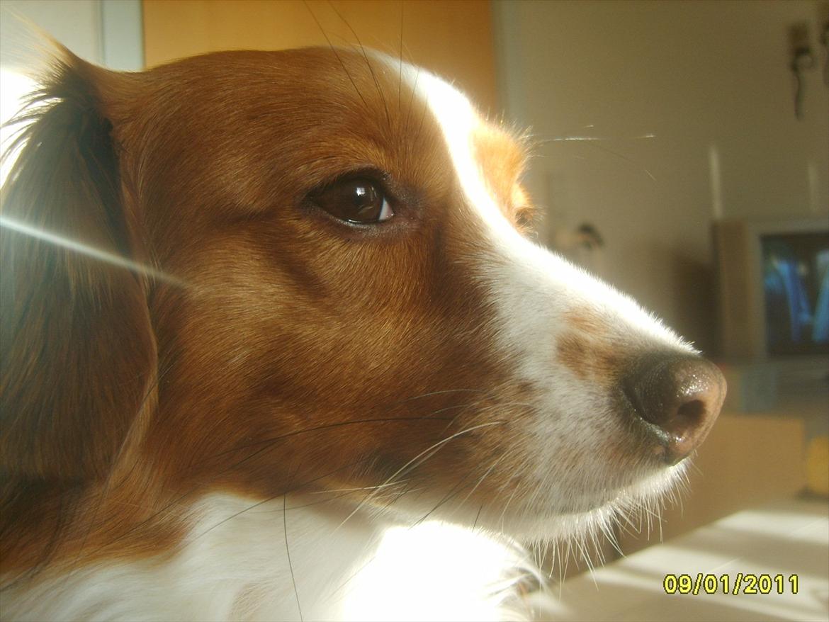 Kooikerhondje Vixen Falcke Cavaya Zahwa (Yatzy) billede 14