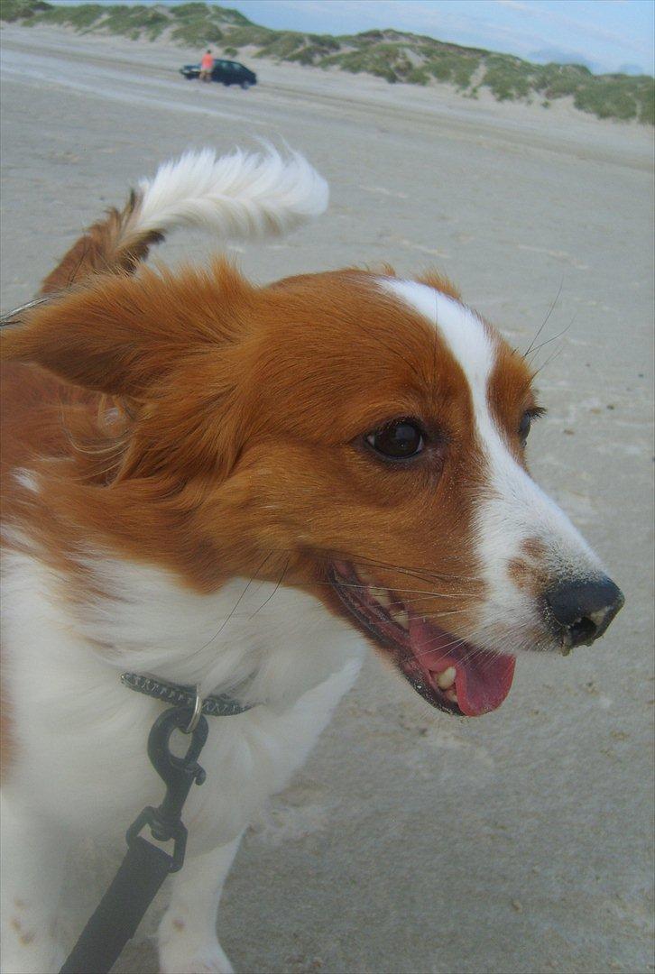Kooikerhondje Vixen Falcke Cavaya Zahwa (Yatzy) - Strandtur 2011.. nuser :-)<3 billede 15