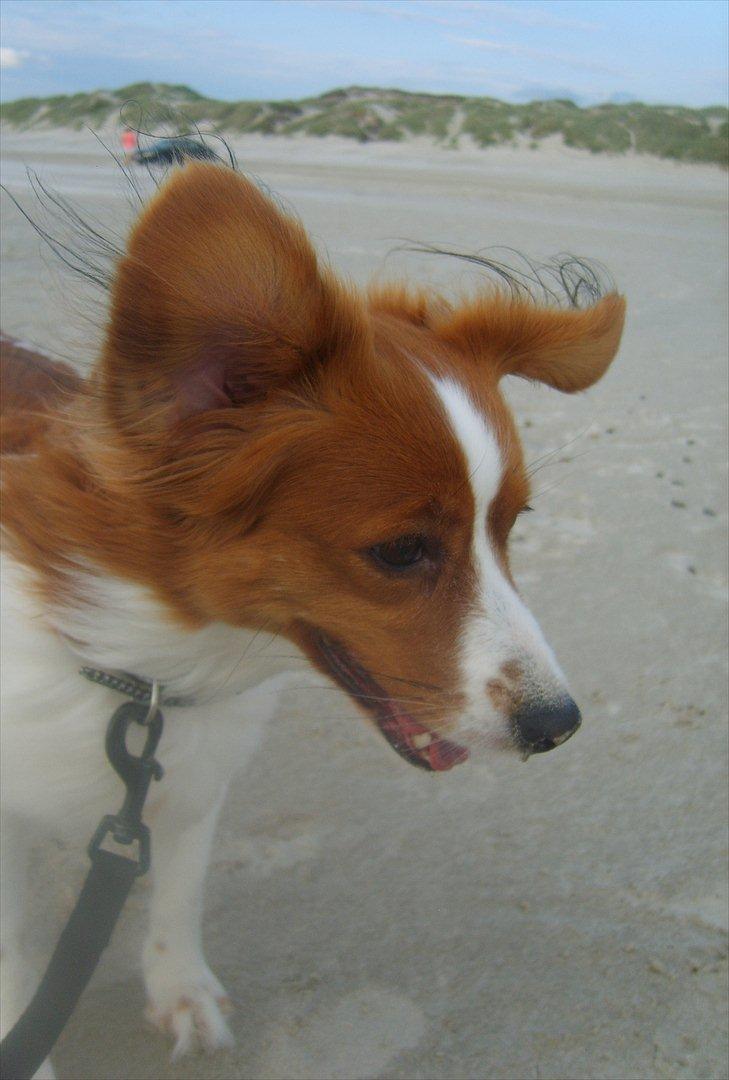 Kooikerhondje Vixen Falcke Cavaya Zahwa (Yatzy) - Flyve øre :-D billede 16