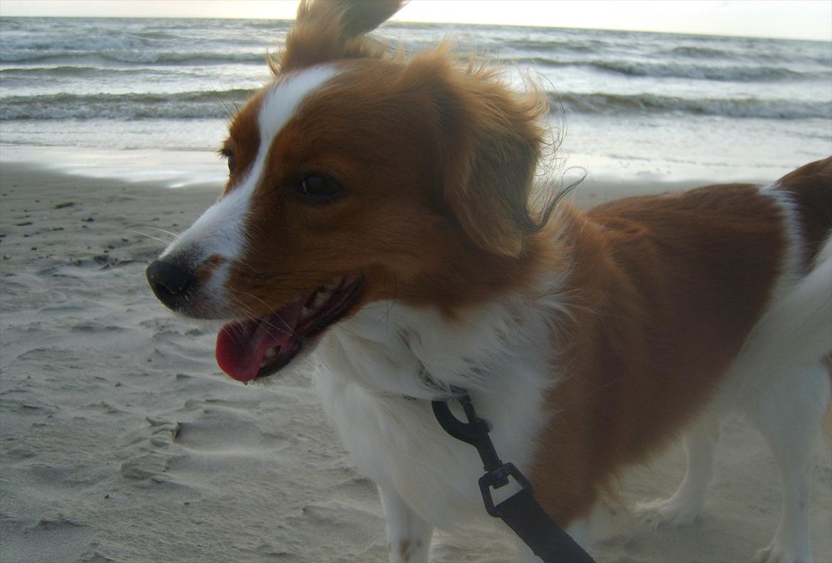 Kooikerhondje Vixen Falcke Cavaya Zahwa (Yatzy) - På stranden!  billede 17