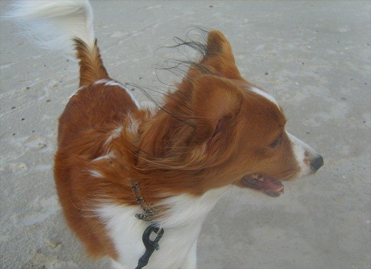 Kooikerhondje Vixen Falcke Cavaya Zahwa (Yatzy) - Smukke pige :* billede 18