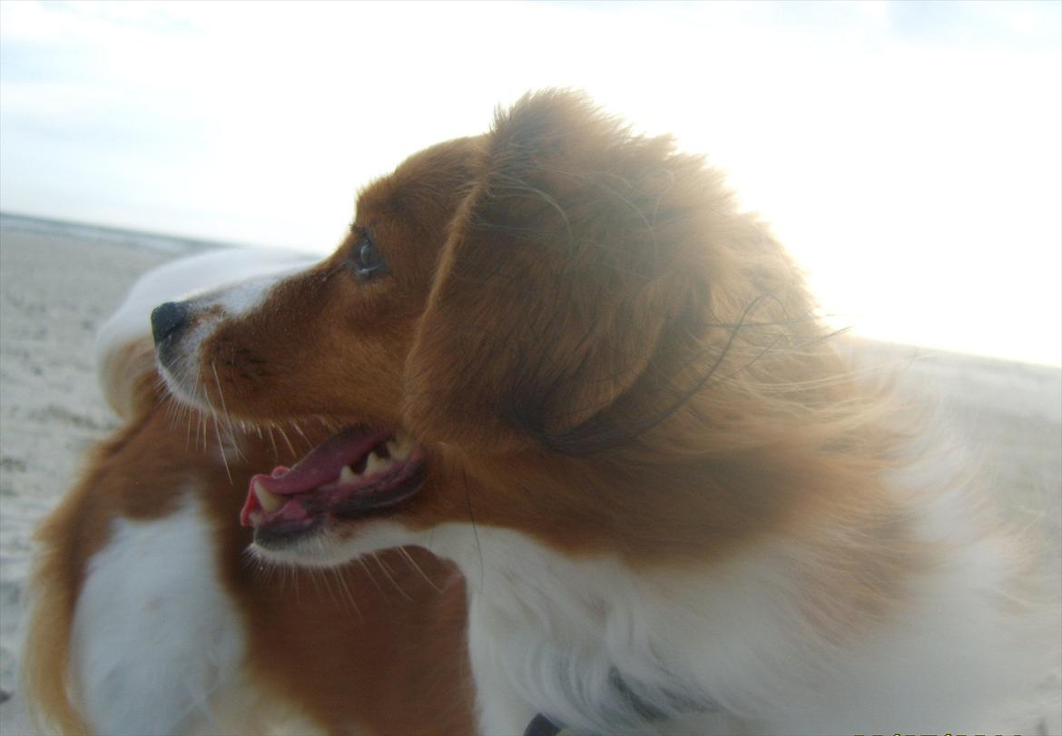 Kooikerhondje Vixen Falcke Cavaya Zahwa (Yatzy) - Såå godt billede! Min lille englepige<3:* billede 19