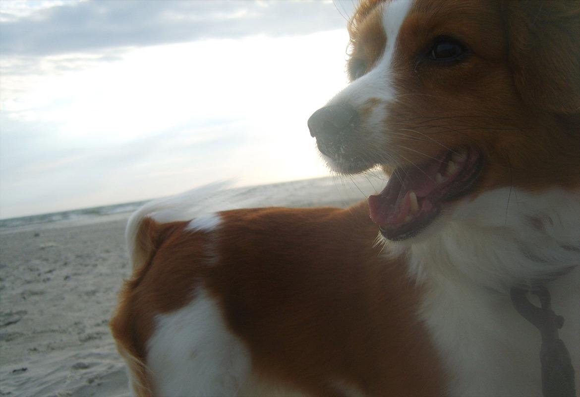 Kooikerhondje Vixen Falcke Cavaya Zahwa (Yatzy) - smukke hund :* billede 20