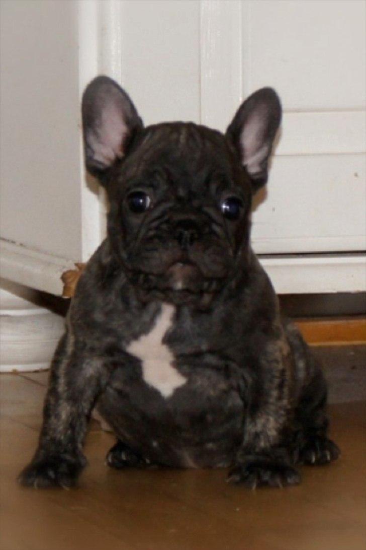 Fransk bulldog Ferdinan "Pumba" billede 2