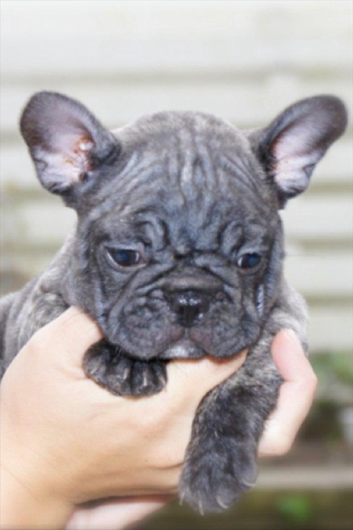 Fransk bulldog Ferdinan "Pumba" billede 3