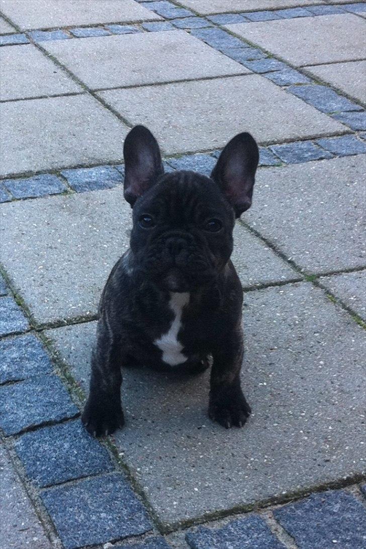 Fransk bulldog Ferdinan "Pumba" billede 4