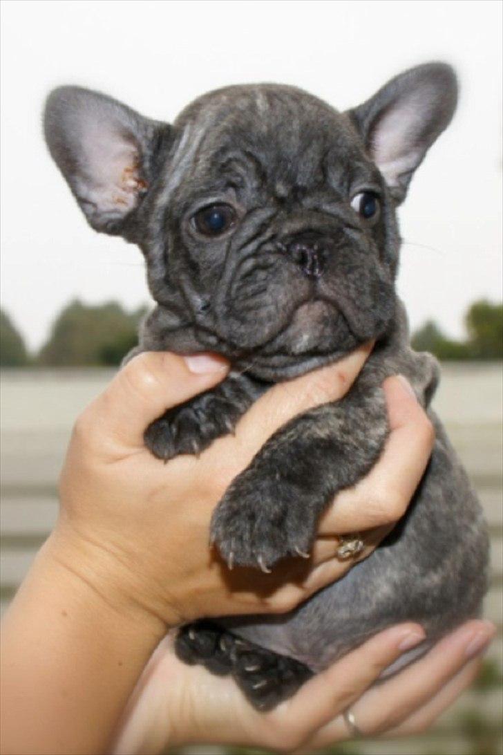 Fransk bulldog Ferdinan "Pumba" billede 5