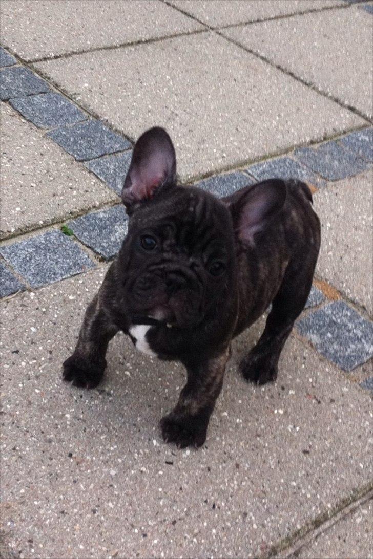 Fransk bulldog Ferdinan "Pumba" billede 6