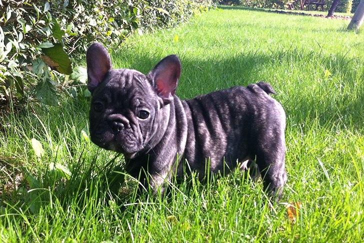 Fransk bulldog Ferdinan "Pumba" billede 7