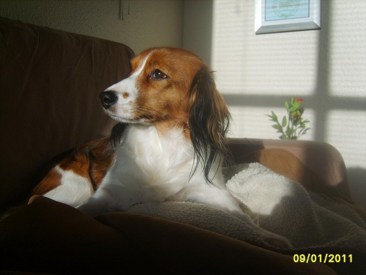 Kooikerhondje Kooijoy Gin By PokaPri billede 4