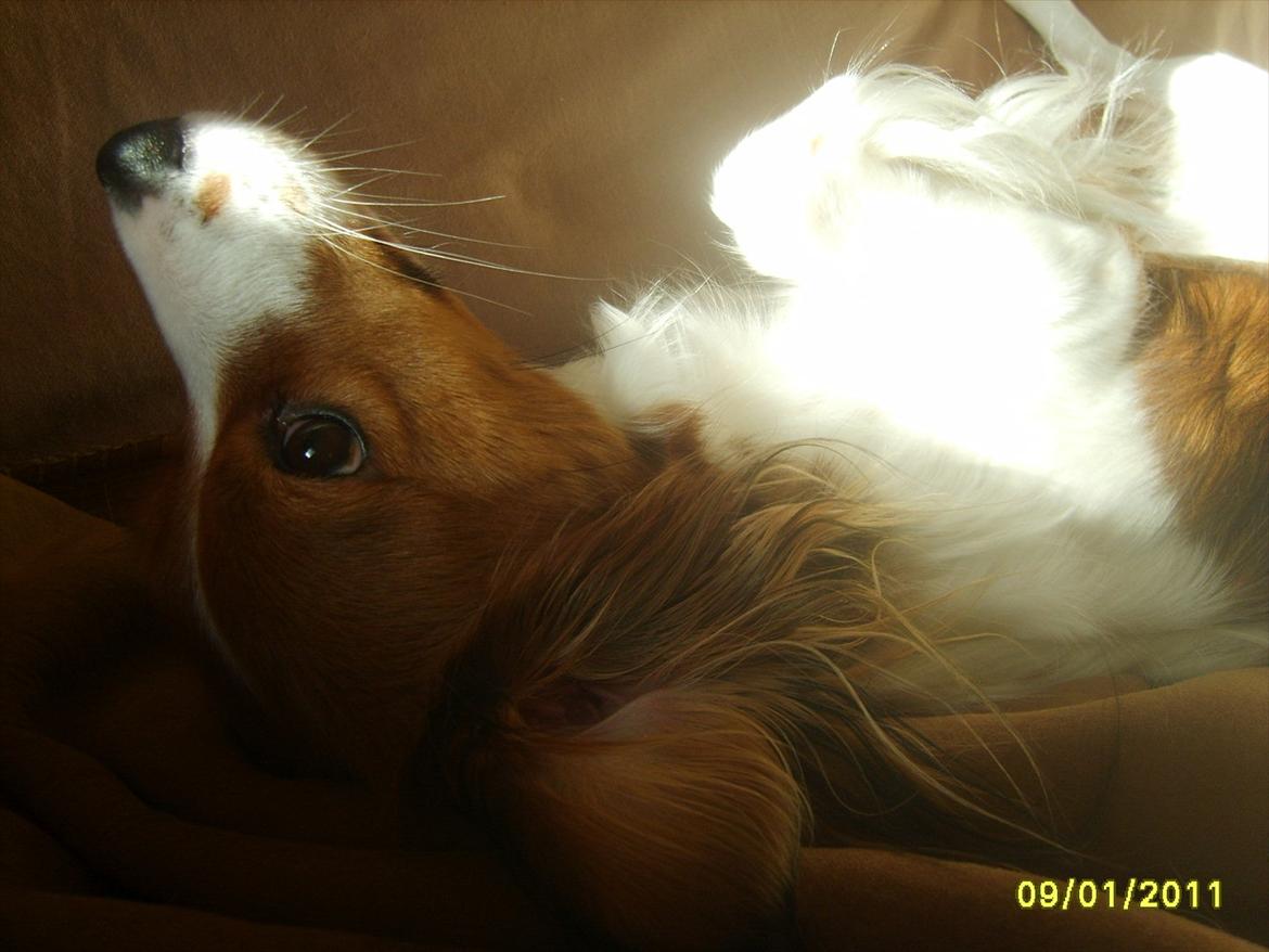 Kooikerhondje Kooijoy Gin By PokaPri billede 5