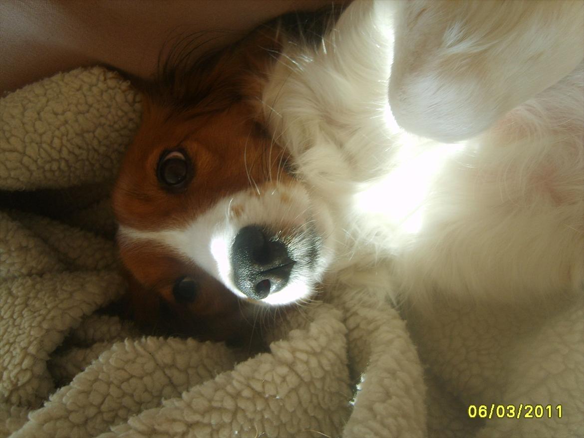 Kooikerhondje Kooijoy Gin By PokaPri billede 6