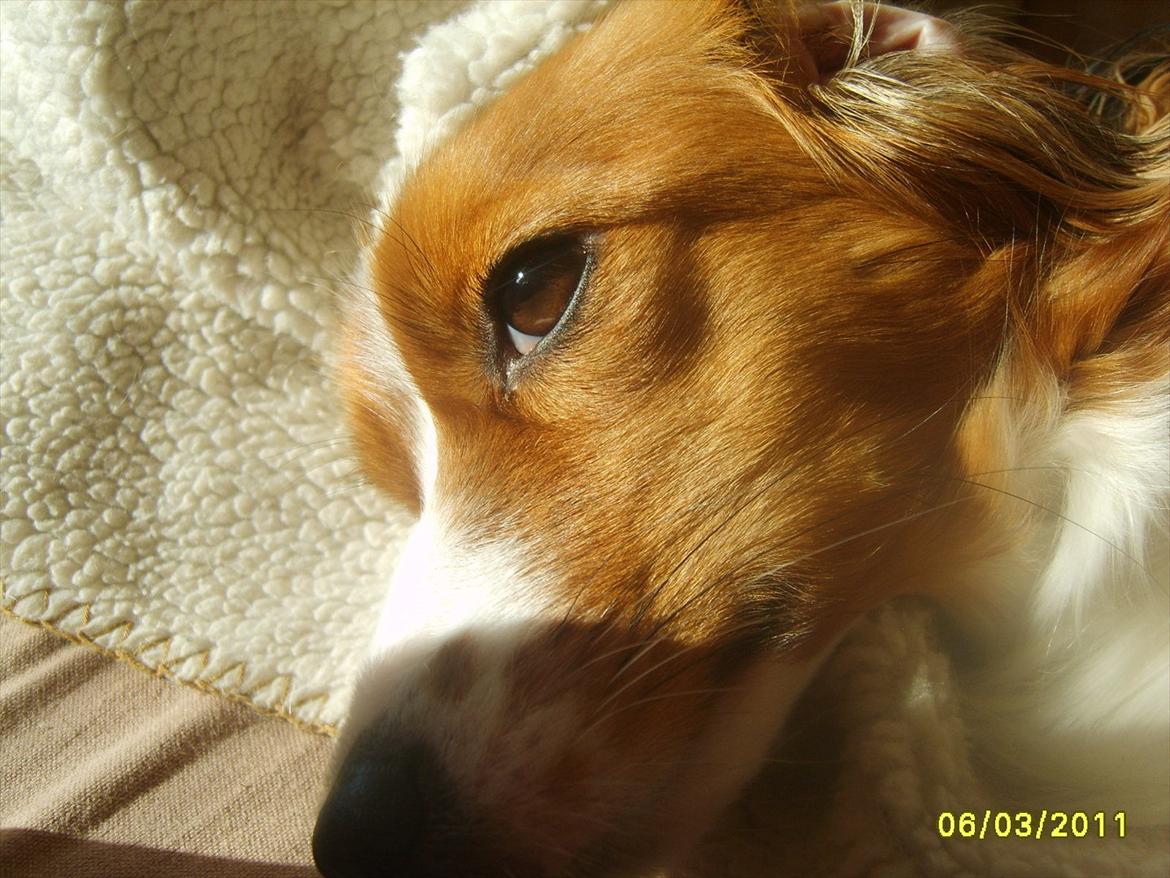 Kooikerhondje Kooijoy Gin By PokaPri billede 7