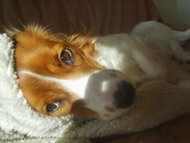 Kooikerhondje Kooijoy Gin By PokaPri billede 8