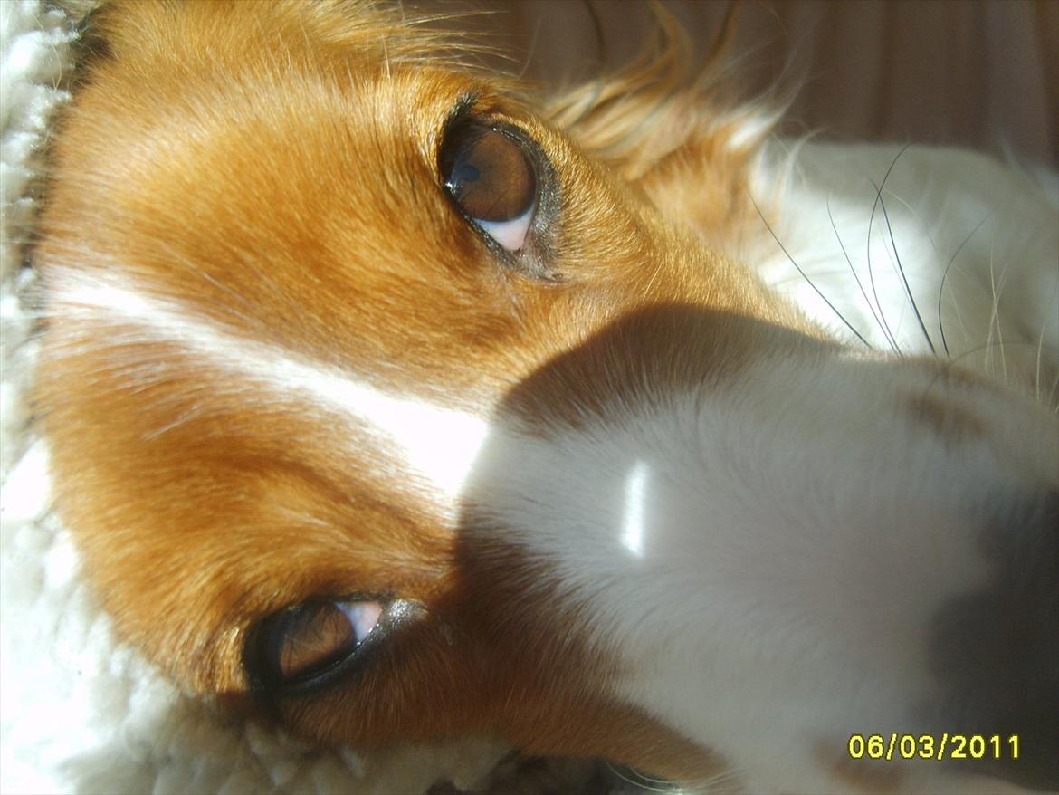 Kooikerhondje Kooijoy Gin By PokaPri billede 15