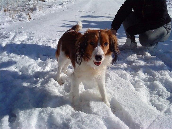 Kooikerhondje Kooijoy Gin By PokaPri billede 9