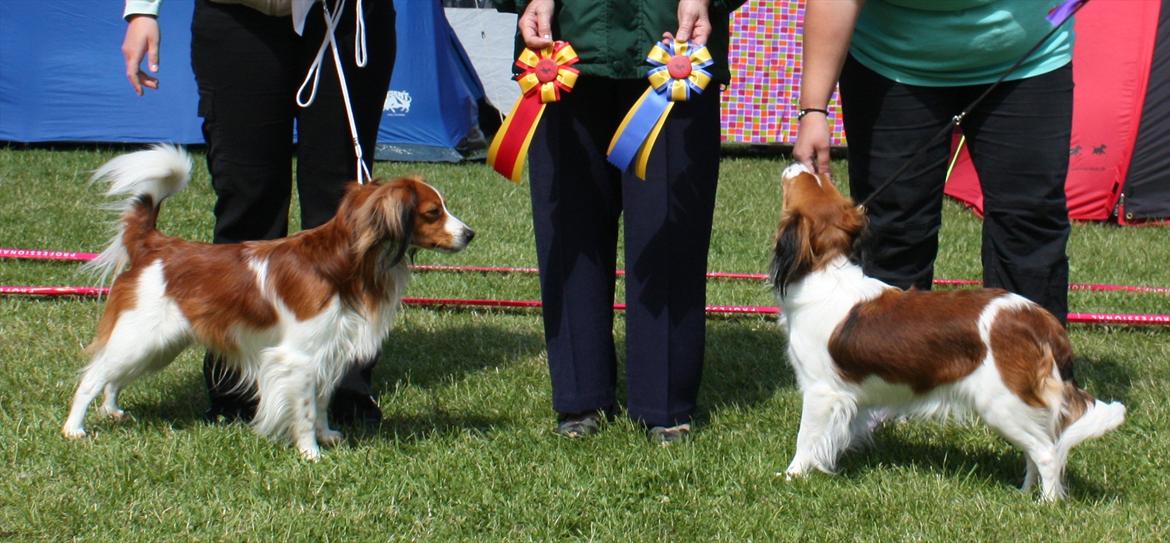 Kooikerhondje Kooijoy Gin By PokaPri - Gin til højre ;P Hendes første konkurrence - Mener hun var 2-3 år :-) - Bedste tæve, og en andenplads :') billede 10