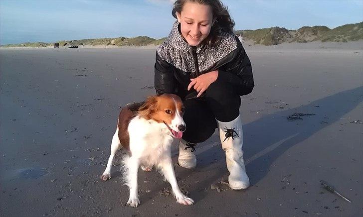 Kooikerhondje Kooijoy Gin By PokaPri billede 11