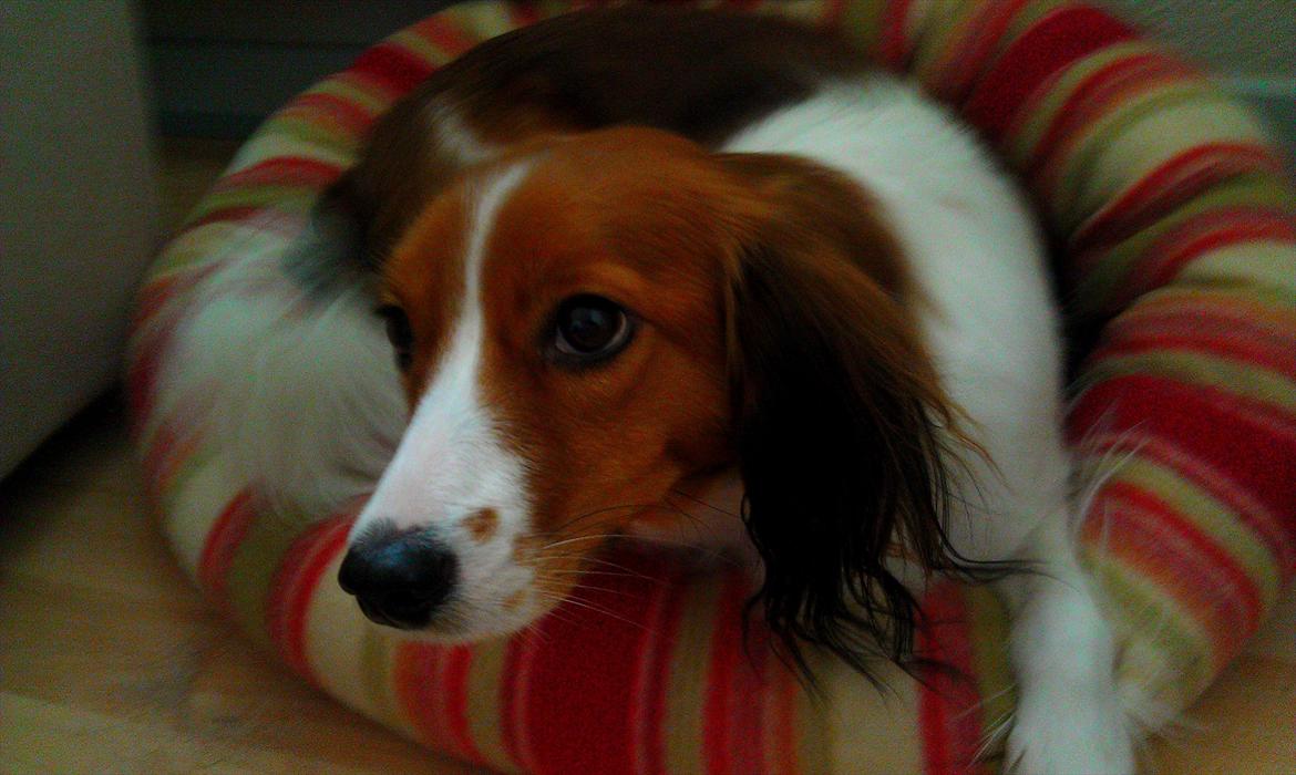 Kooikerhondje Kooijoy Gin By PokaPri billede 12