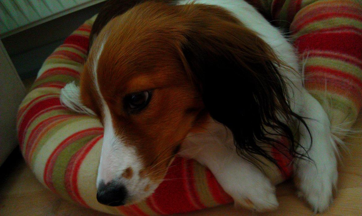 Kooikerhondje Kooijoy Gin By PokaPri billede 13