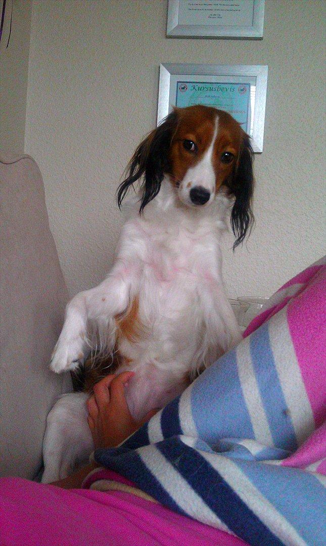 Kooikerhondje Kooijoy Gin By PokaPri billede 14