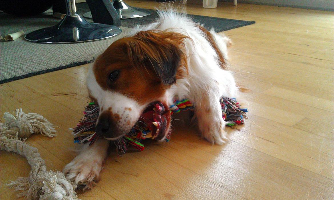 Kooikerhondje Kooijoy Tabasco billede 10