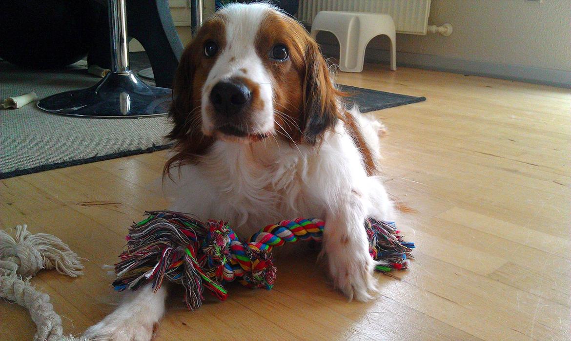Kooikerhondje Kooijoy Tabasco billede 11