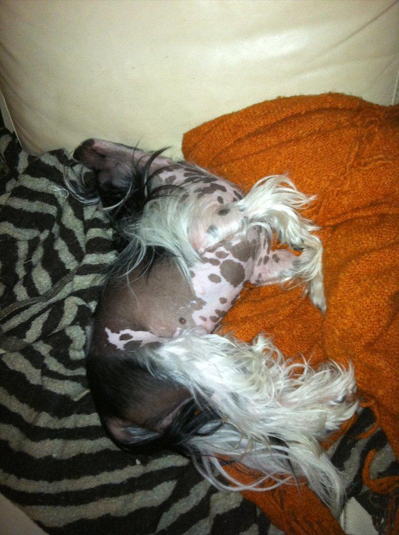 Chinese crested hårløs Suki-yang billede 3