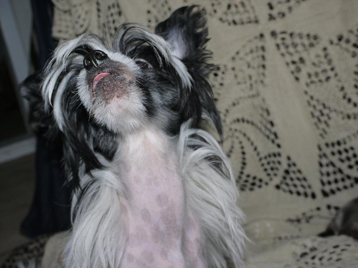 Chinese crested hårløs Suki-yang billede 5