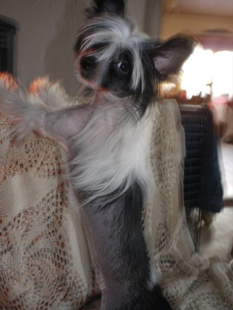 Chinese crested hårløs Suki-yang billede 6