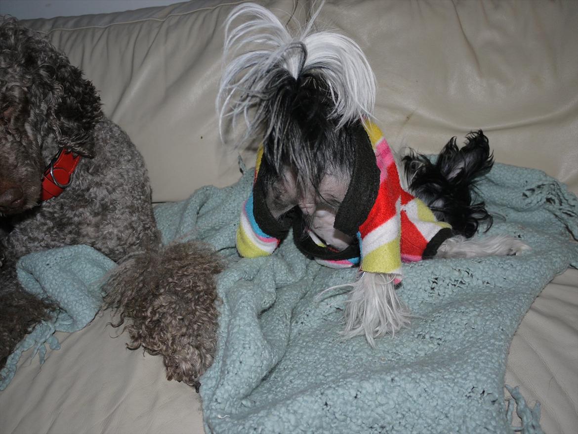 Chinese crested hårløs Suki-yang billede 7