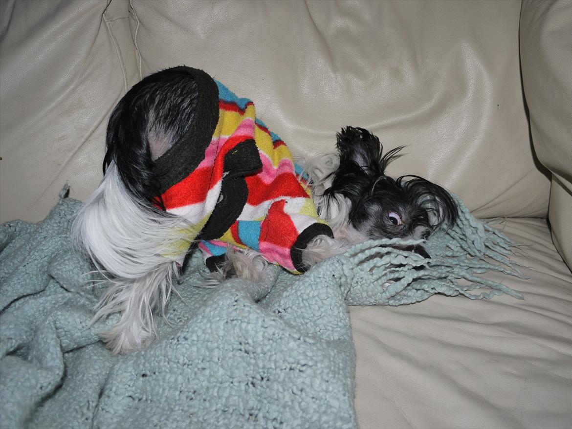 Chinese crested hårløs Suki-yang billede 8