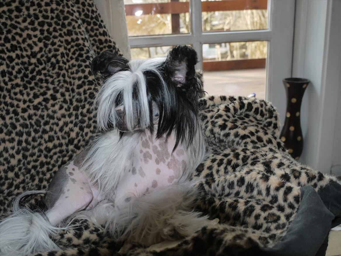 Chinese crested hårløs Suki-yang billede 9