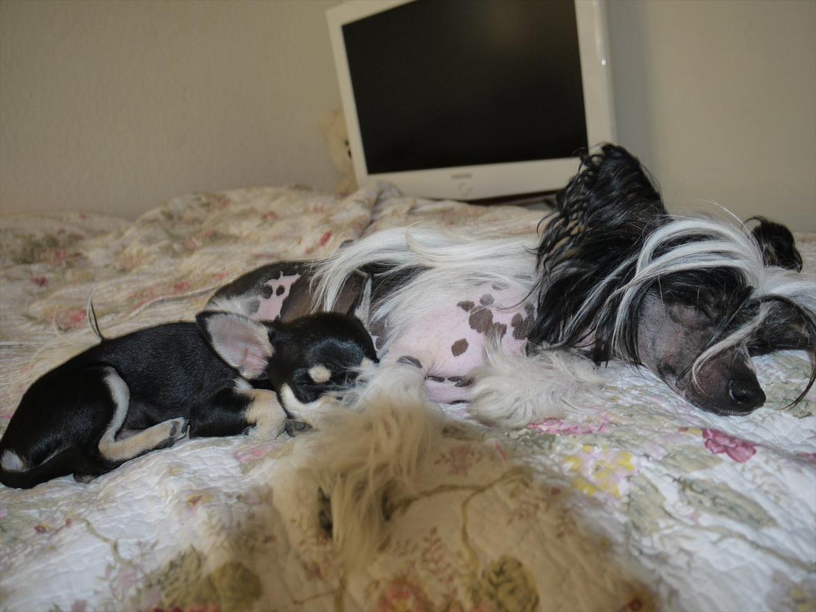 Chinese crested hårløs Suki-yang billede 16