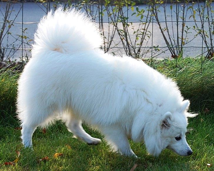 Japansk spids Selina - 7 måneder billede 10