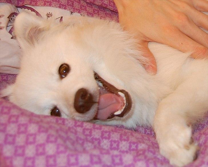 Japansk spids Selina - Super glad pige - 7 måneder billede 11