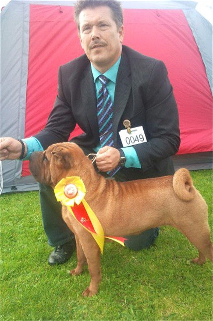Shar pei MultiCH. Bonnie Gold-Panonnia-des-Chandgueré. (She billede 6