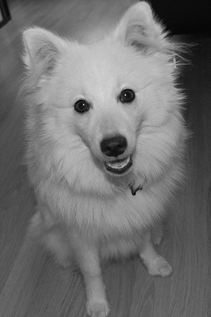 Japansk spids Selina billede 12