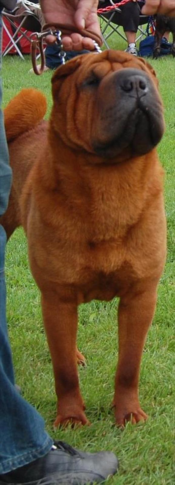 Shar pei MultiCH China Dream Bailey billede 17